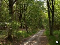 Brachterwald