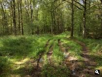 Lichtenbelt 1