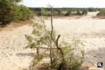 Loonse en Drunense Duinen 2
