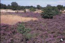 Drunense Duinen, heideveld