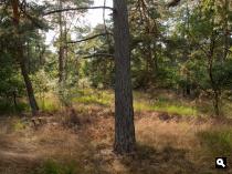 Drunense Duinen, bos