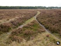 Ballo�rveld
