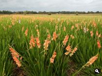 Gladiolenveld