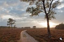 Wezepsche Heide 2 Wezepsche Heide 2