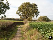 Oude Akerweg