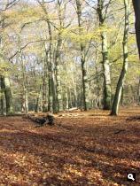 Herfst op de Grebbeberg