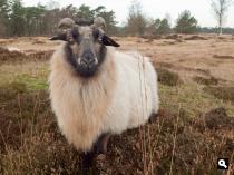 Groot Heidestein