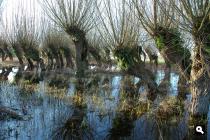 Langs de Appeldijk: bomen in het water (februari 2008)