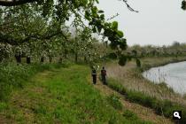 Appelbomen langs de Linge (april 2008)