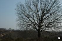Solitaire boom op de Posbank (maart 2007)