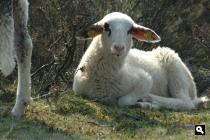Geen heide zonder schapen (maart 2007)
