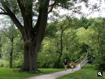 Haagse Bos