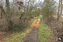 Noorderpark - Gagelbos