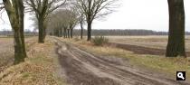 Lupineweg