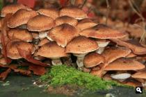 Prachtige paddestoelen, nov. 2009