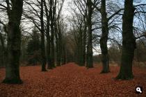 Herfstlaan, nov. 2009
