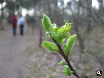 Lente in het bos bij de Loonse en Drunense Duinen!!