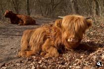 Schotse Hooglanders