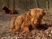 Groene Wissel Castricum