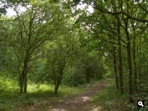 Binnenduinbos