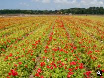 Bollenveld