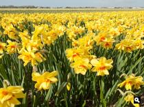 Narcissenveld