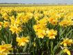 Groene Wissel Hillegom