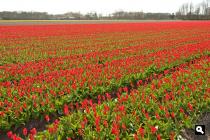  Tulpenveld