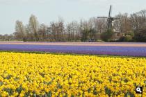 Keukenhofmolen