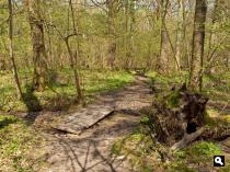 Geullerbos