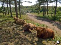 Schotse Hooglanders