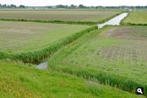 Polder Burghorn