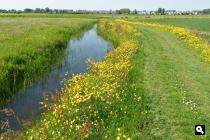 Schagerwaard