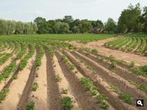 Aardappelakker bij Terborg