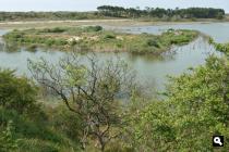 Vogelmeer