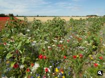 Bloemenberm