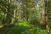 Herbertusbos