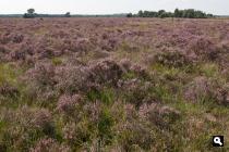 Strabrechtse Heide