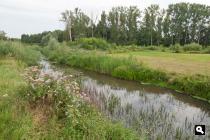 Kleine Dommel