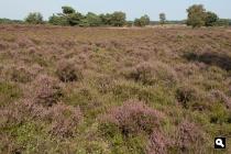 Wekeromse Zand