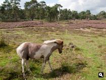 Landgoed Den Treek, heide