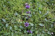Groene Wissel Zandvoort