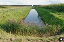 Westerleese Veen