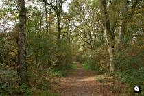 De Zandstuve, bos