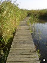 Het vlonderpad tussen het riet