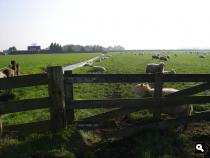 Altijd leuk om te zien, een wei met schapen