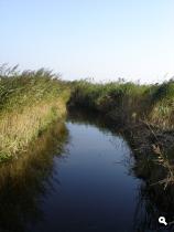 Heel veel water natuurlijk!
