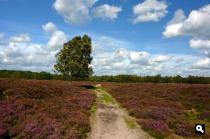 Gasterse duinen