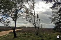 Ballo�rveld