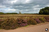 Ballo�rveld